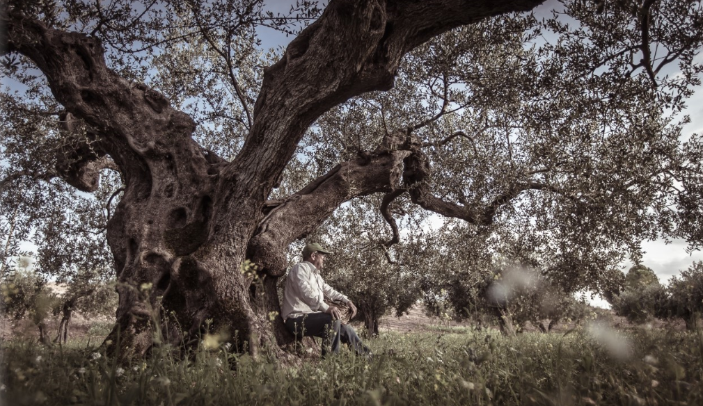 Olivo o Ulivo - nella foto un ulivo centenario