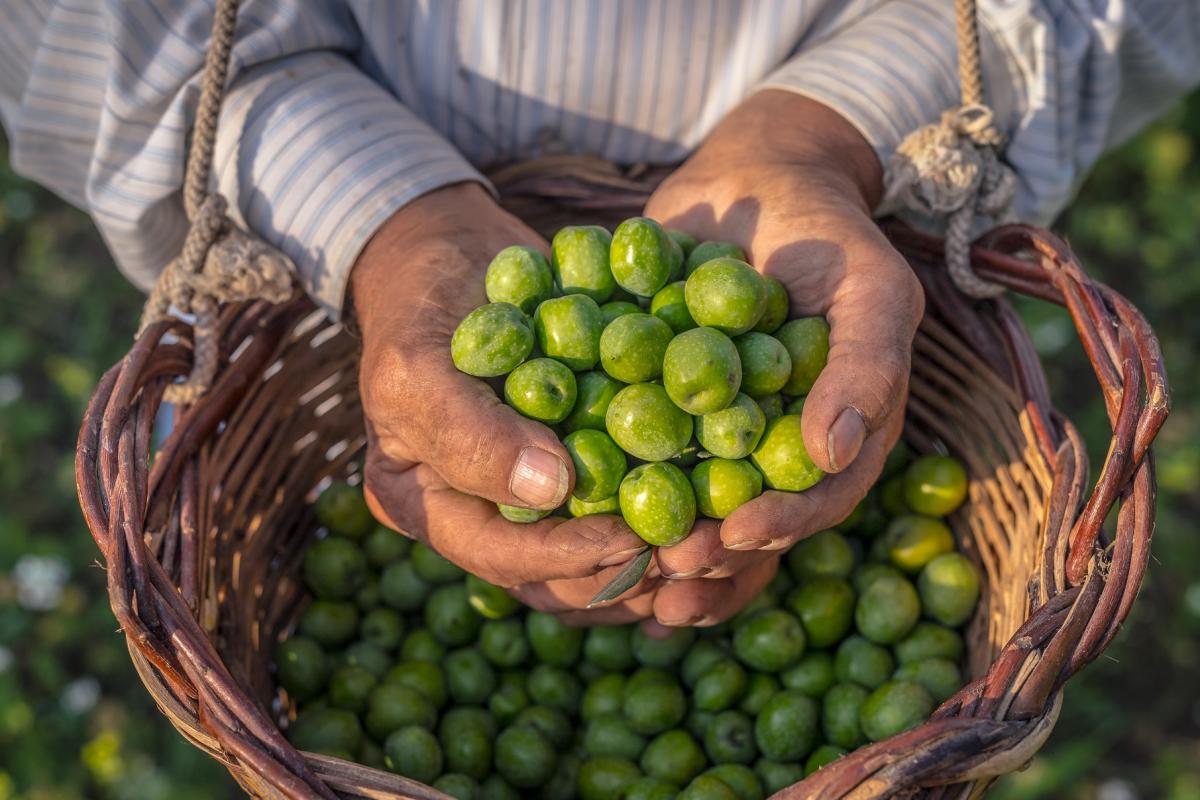 Olive Nocallara del Belice