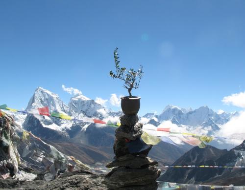 L'amore è un albero di ulivo