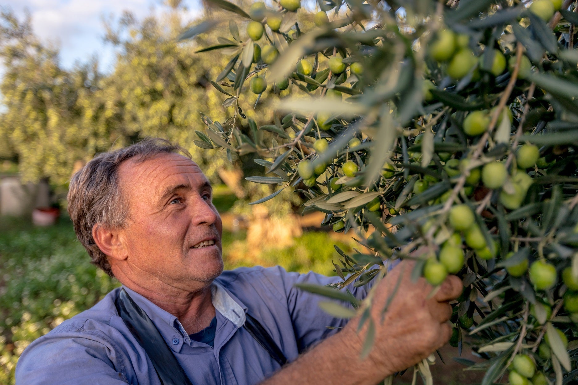 Olivicoltore che raccoglie le olive Nocellara del Belìce a mano