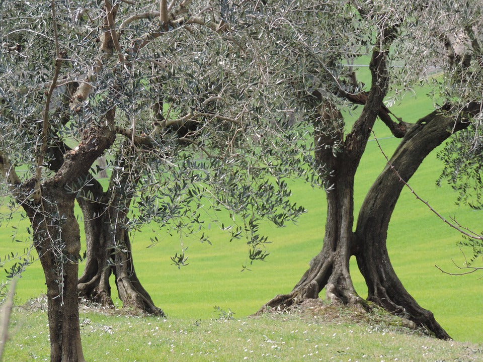 Uliveto siciliano Coppini Arte Olearia 